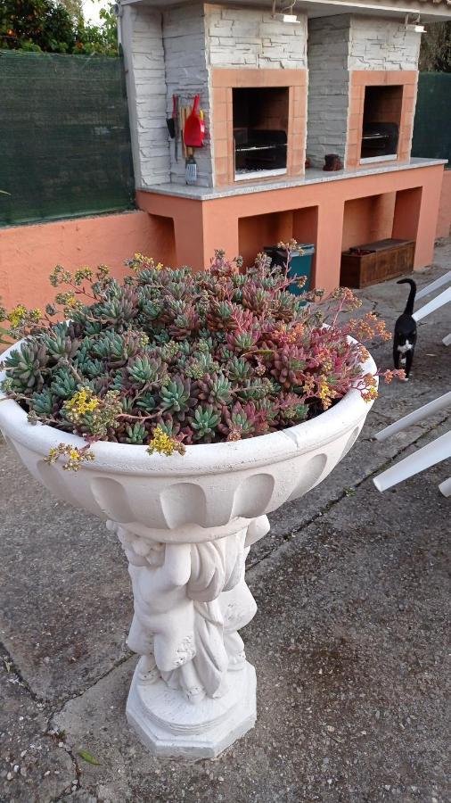 Casa Vacanze Mimose Palinuro Exterior foto